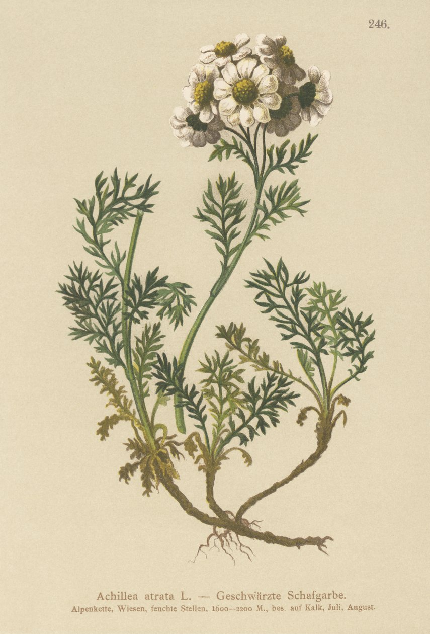 Milefólio Negro (Achillea atrata) de German School