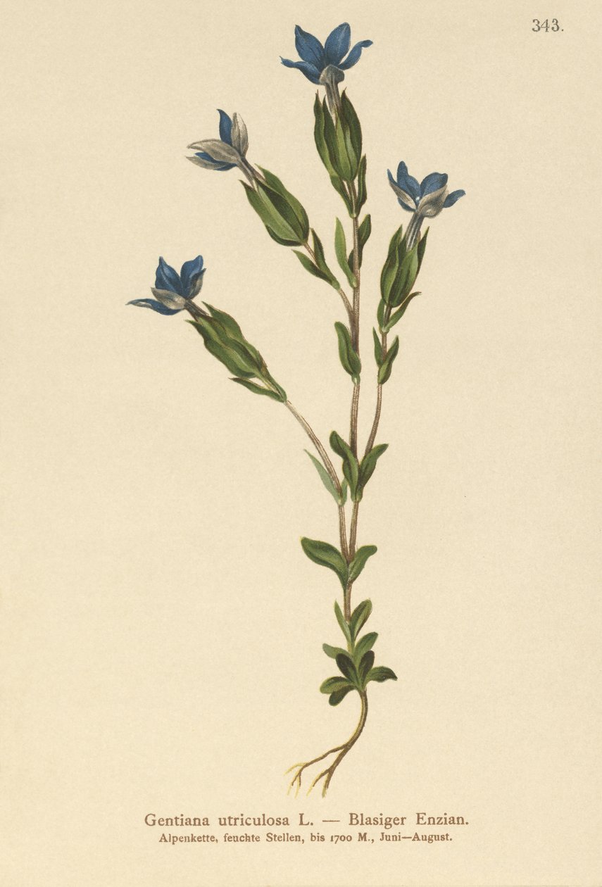 Bexiga Genciana (Gentiana utriculosa) de German School