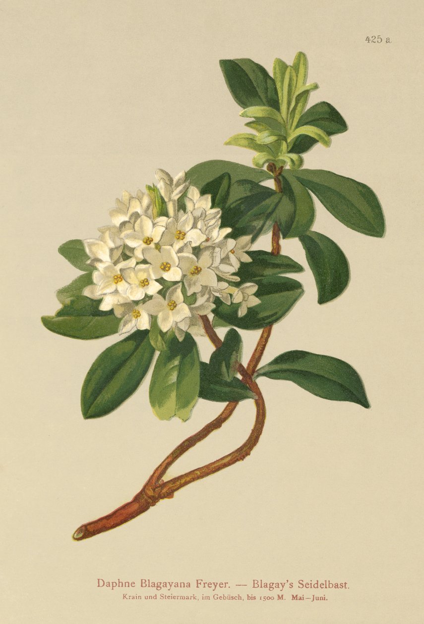 Blagays Daphne (Daphne Blagayana Freyer) de German School