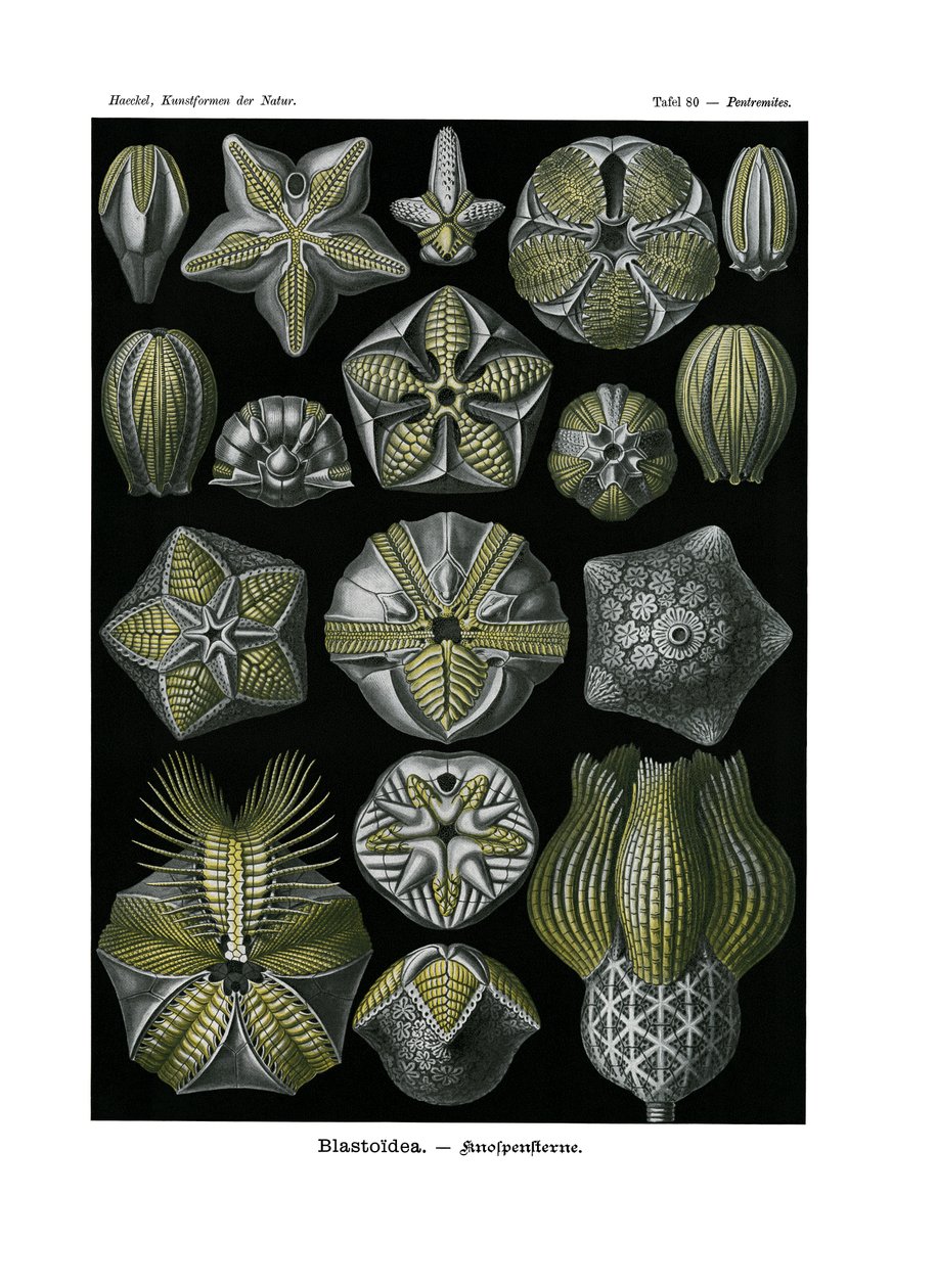 Blastoidea, 1899-1904 de German School