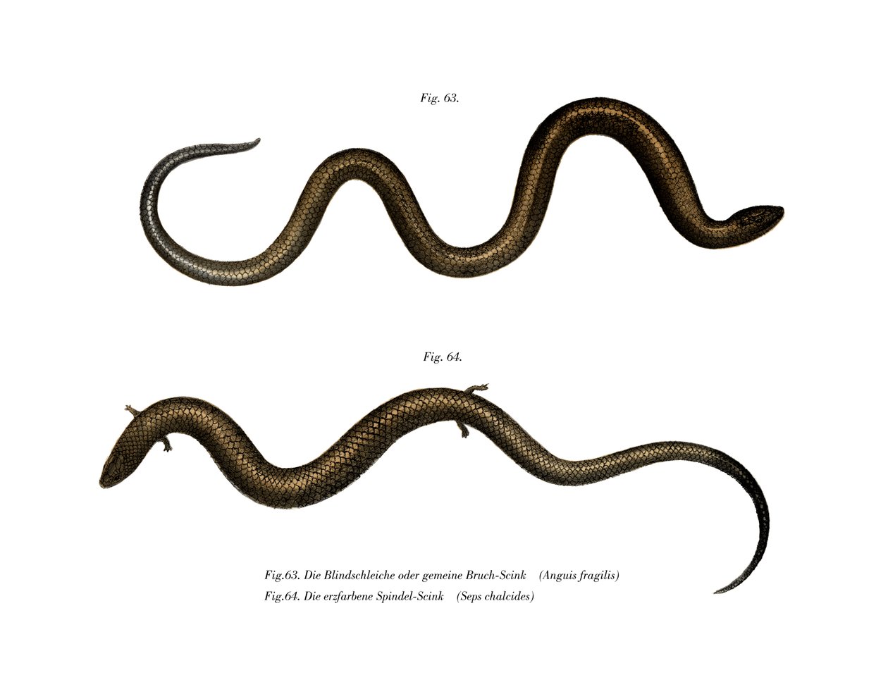 Blindworm (cor litho) de German School