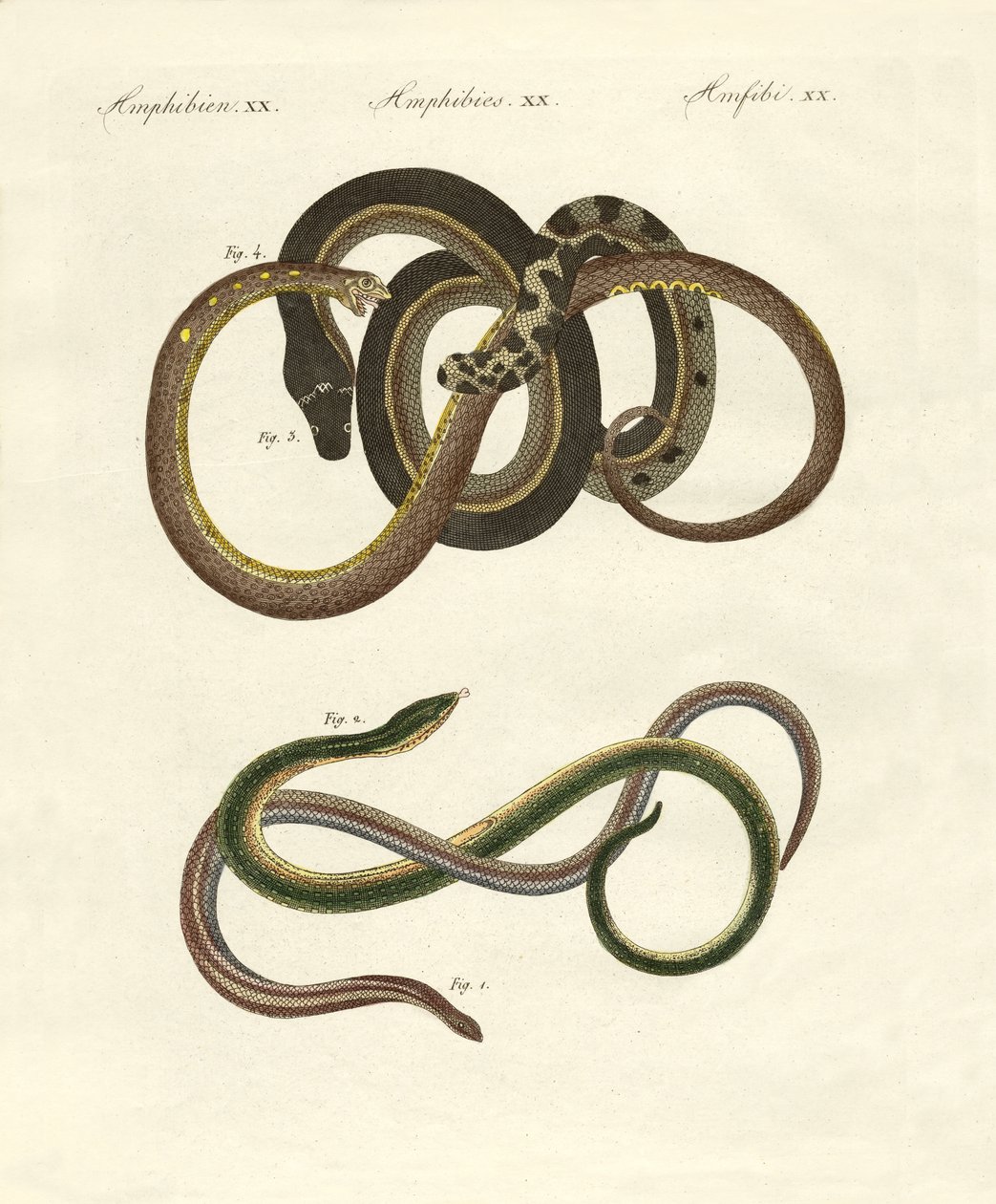 Blindworms de German School