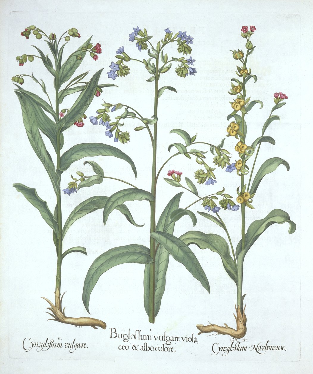 Alkanet Azul e Duas Variedades de Hounds Tongue, de Hortus Eystettensis, de Basil Besler (1561-1629), pub. 1613 (gravura colorida à mão) de German School