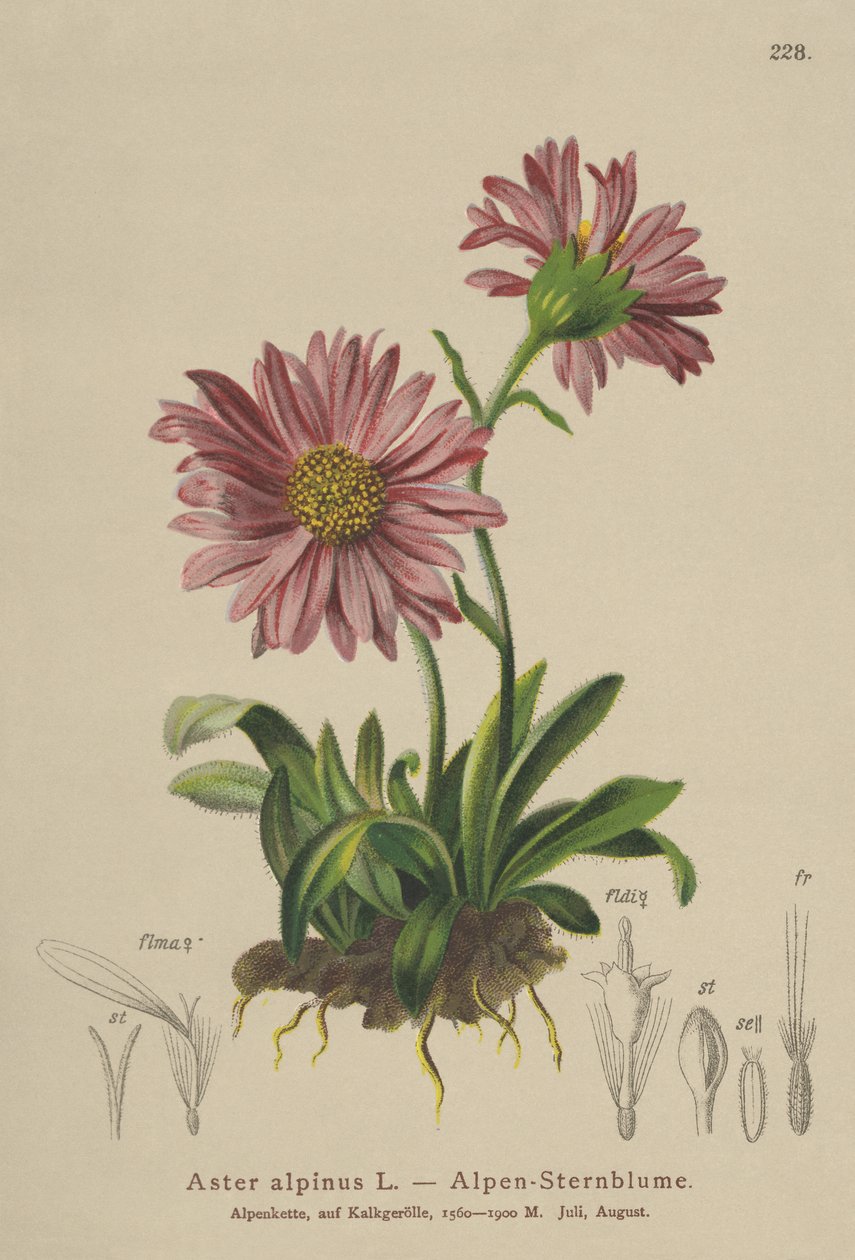 Margarida azul alpina (Aster alpinus) de German School