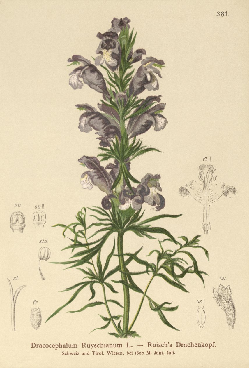 Dragão Azul (Dracocephalum Ruyschianum) de German School