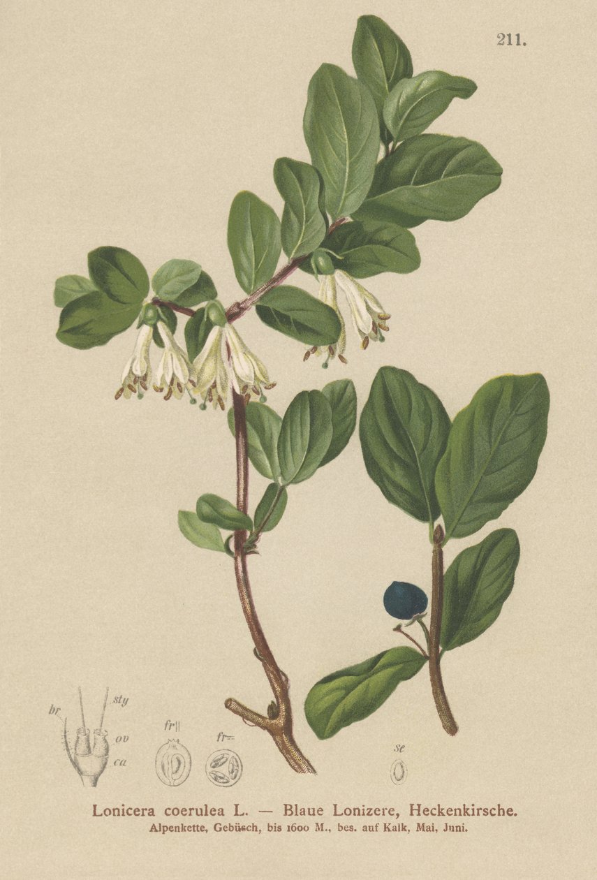 Madressilva Azul (Lonicera caerulea, Lonicera coerulea) de German School