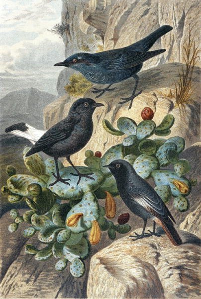 Blue Rock Thrush, Black Wheatear e Redtail, placa da "Brehms Tierleben": Allgemeine Kunde des Tierreichs", vol 4, p. 57, publicado pelo Bibliographisches Institut de German School