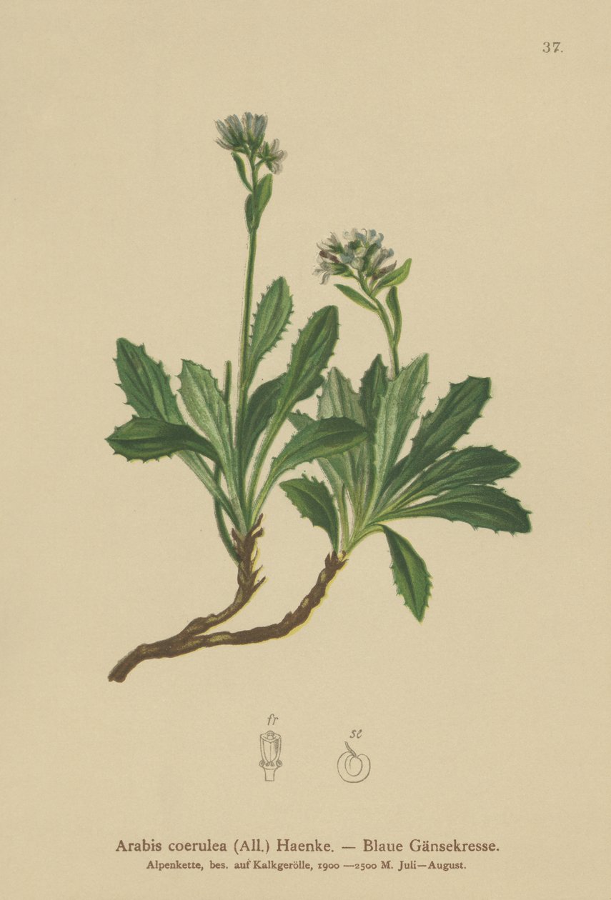Agrião-azul (Arabis caerulea, Arabis coerulea) de German School