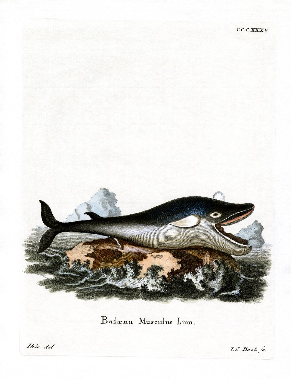 Baleia Azul (gravura colorida) de German School