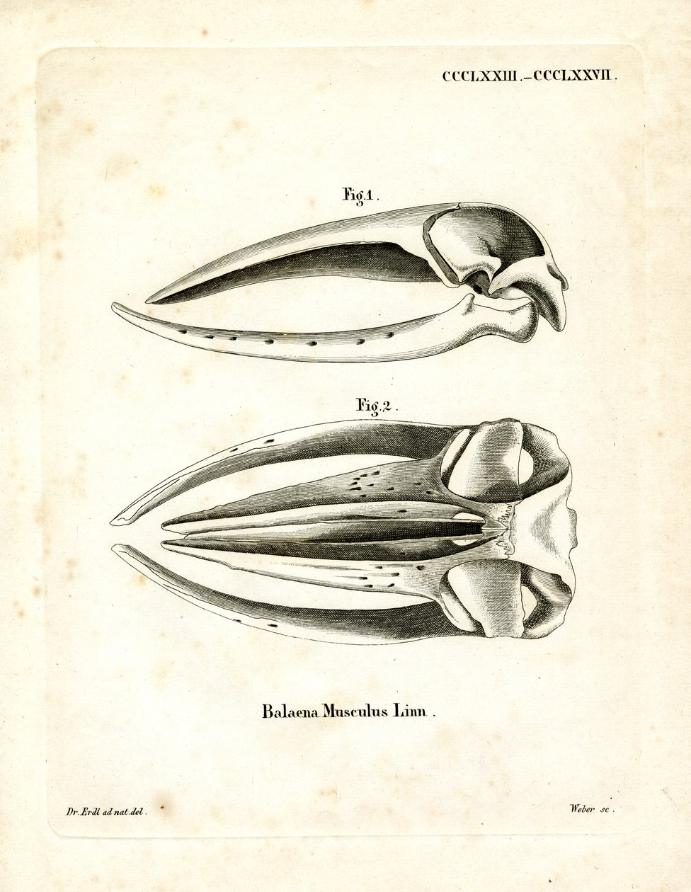 Blue Whale Skull (gravura colorida) de German School