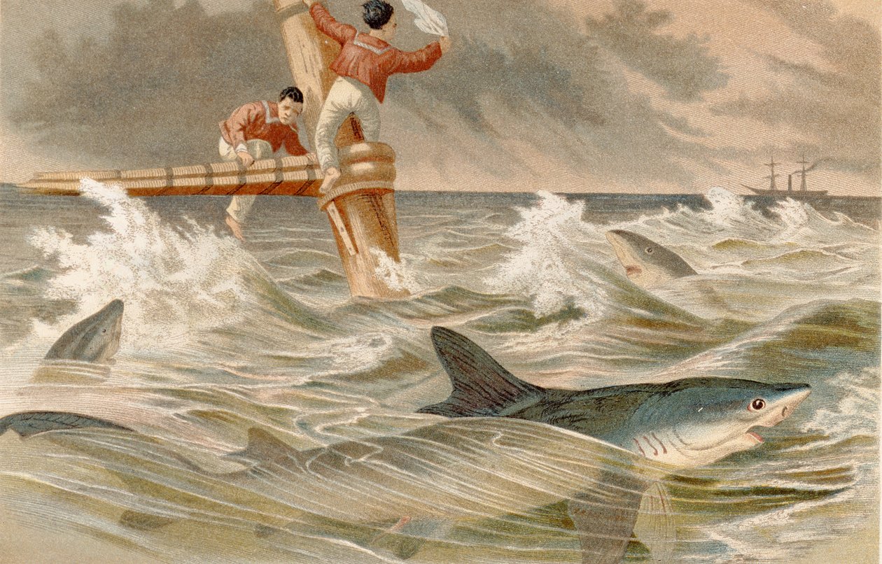 Tubarão-azul, registro de Brehms Tierleben: Allgemeine Kunde des Tierreichs, vol. 8, p.438, publicado pelo Bibliographisches Institut, 1892 de German School