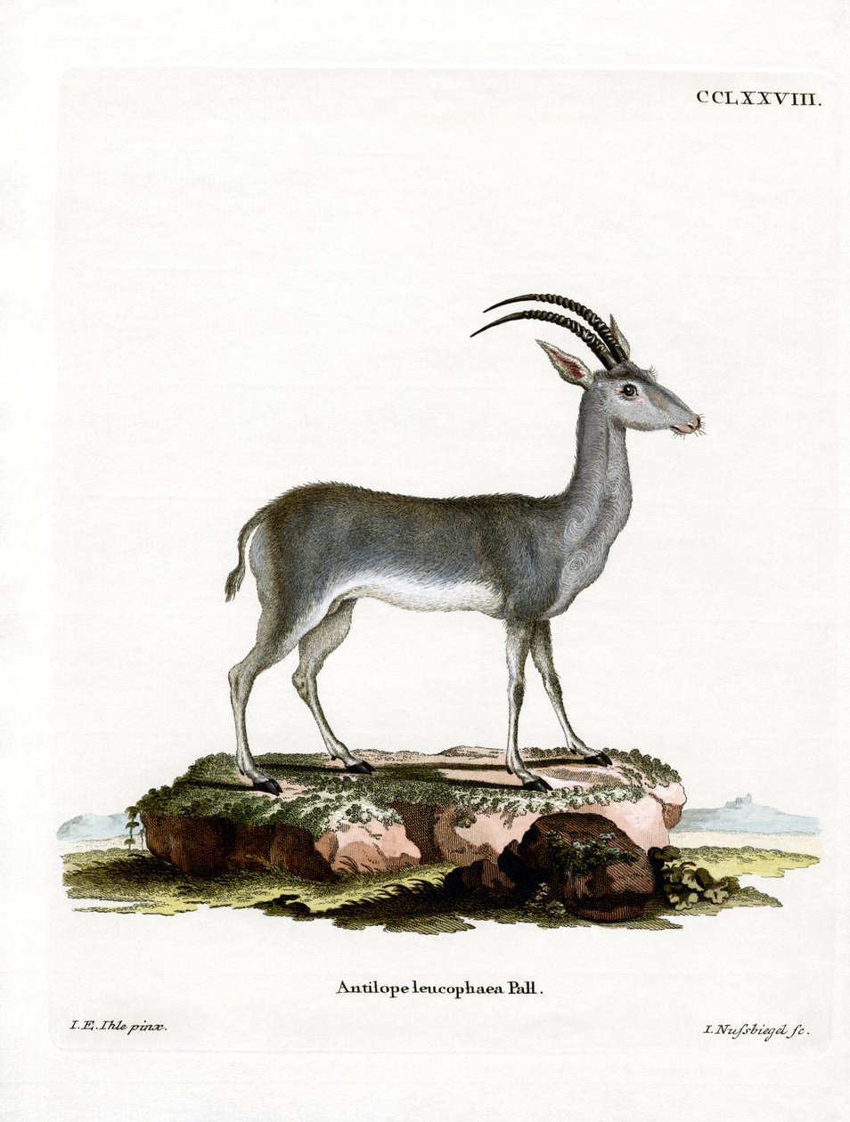 Bluebuck de German School