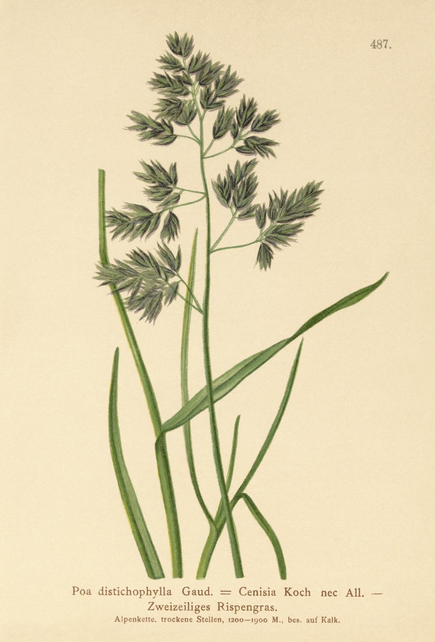 Bluegrass (Poa distichophylla, Poa Cenisia, Poa contracta, Poa fontqueri, Poa oreophila, Poa psychrophila)  de German School