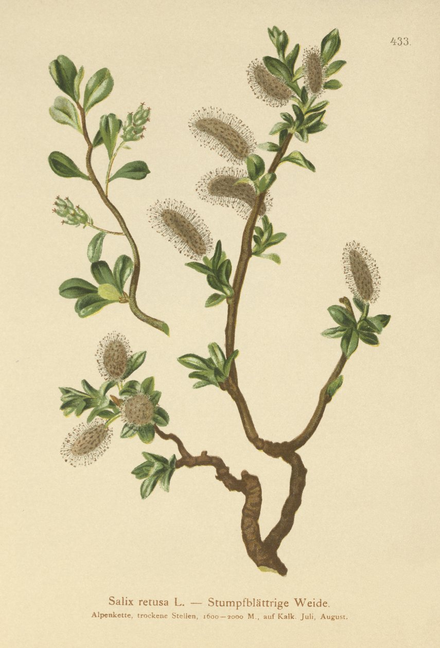 Salgueiro de folhas sem corte (Salix retusa) de German School