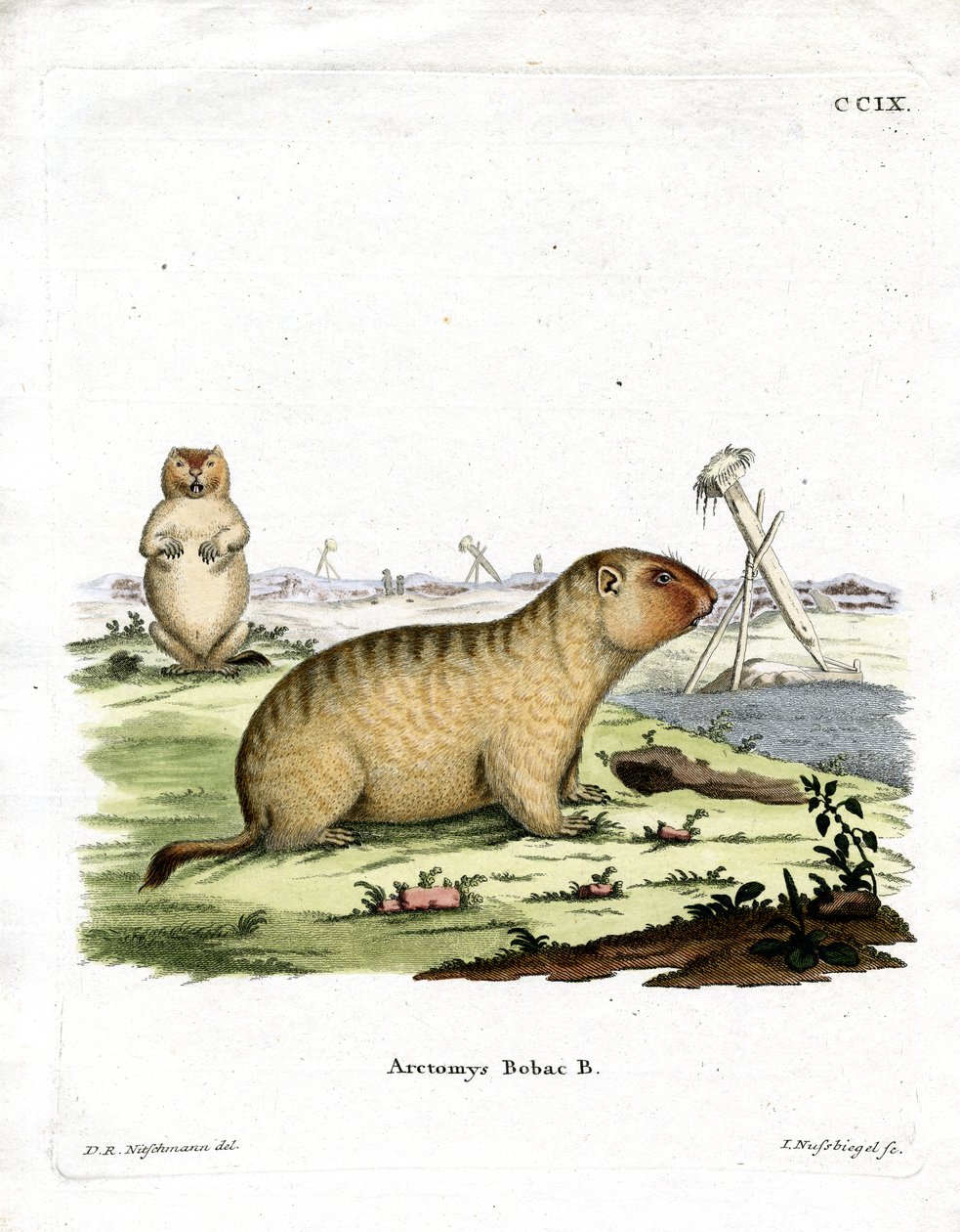 Bobac Marmot (gravação a cores) de German School