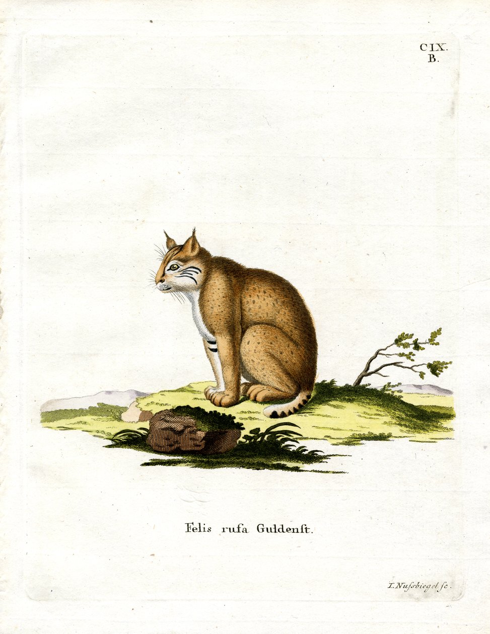 Bobcat (gravação a cores) de German School