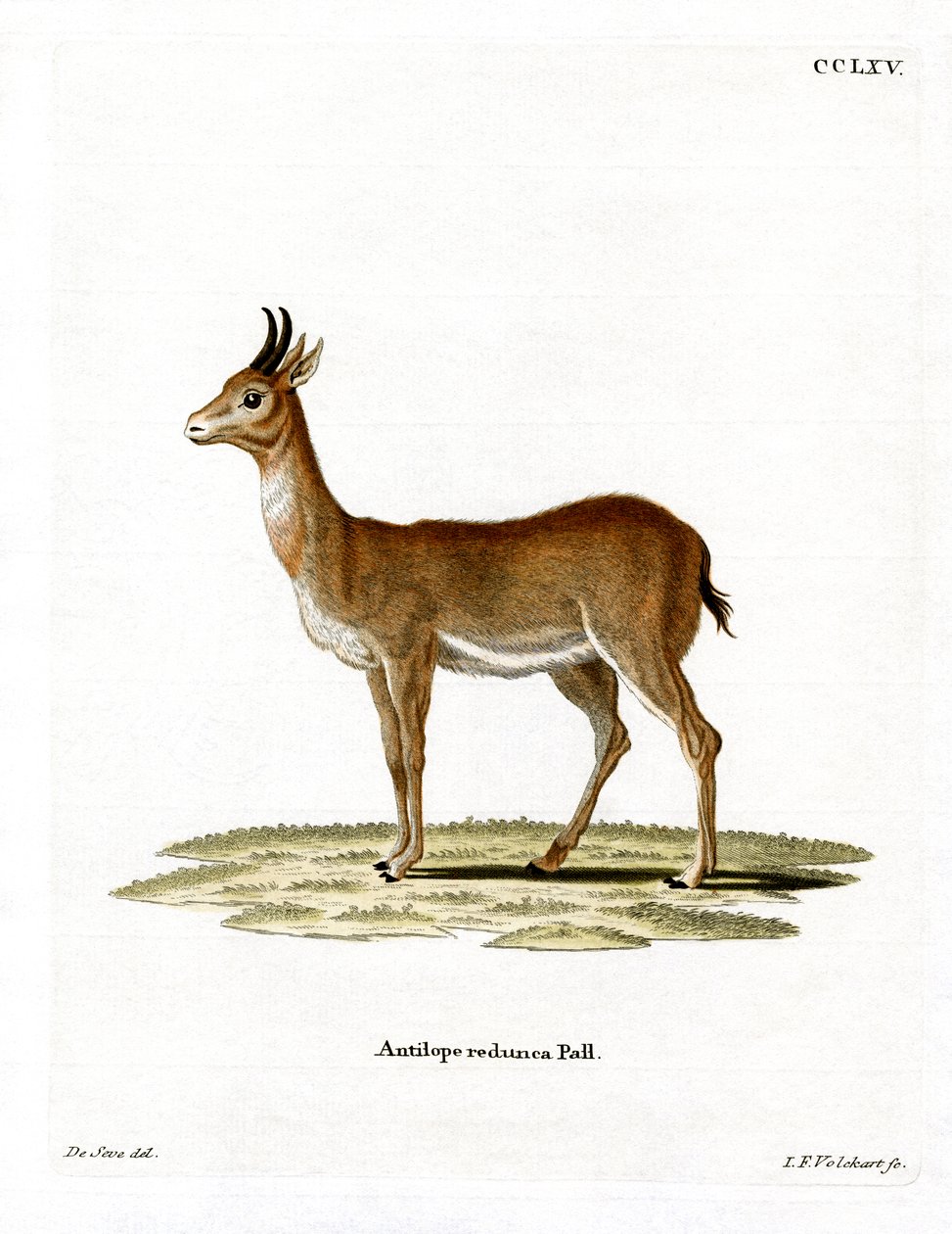 Bohor Reedbuck (gravação a cores) de German School