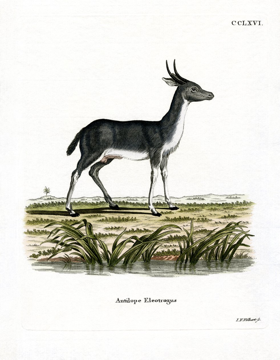 Bohor Reedbuck (gravação a cores) de German School