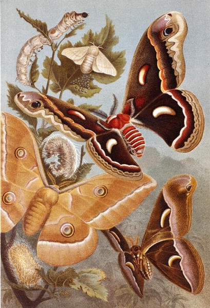 Traças Bombycoid, prato de "Brehms Tierleben": Allgemeine Kunde des Tierreichs", vol.9, p.410, publicado pelo Bibliographisches Institut de German School