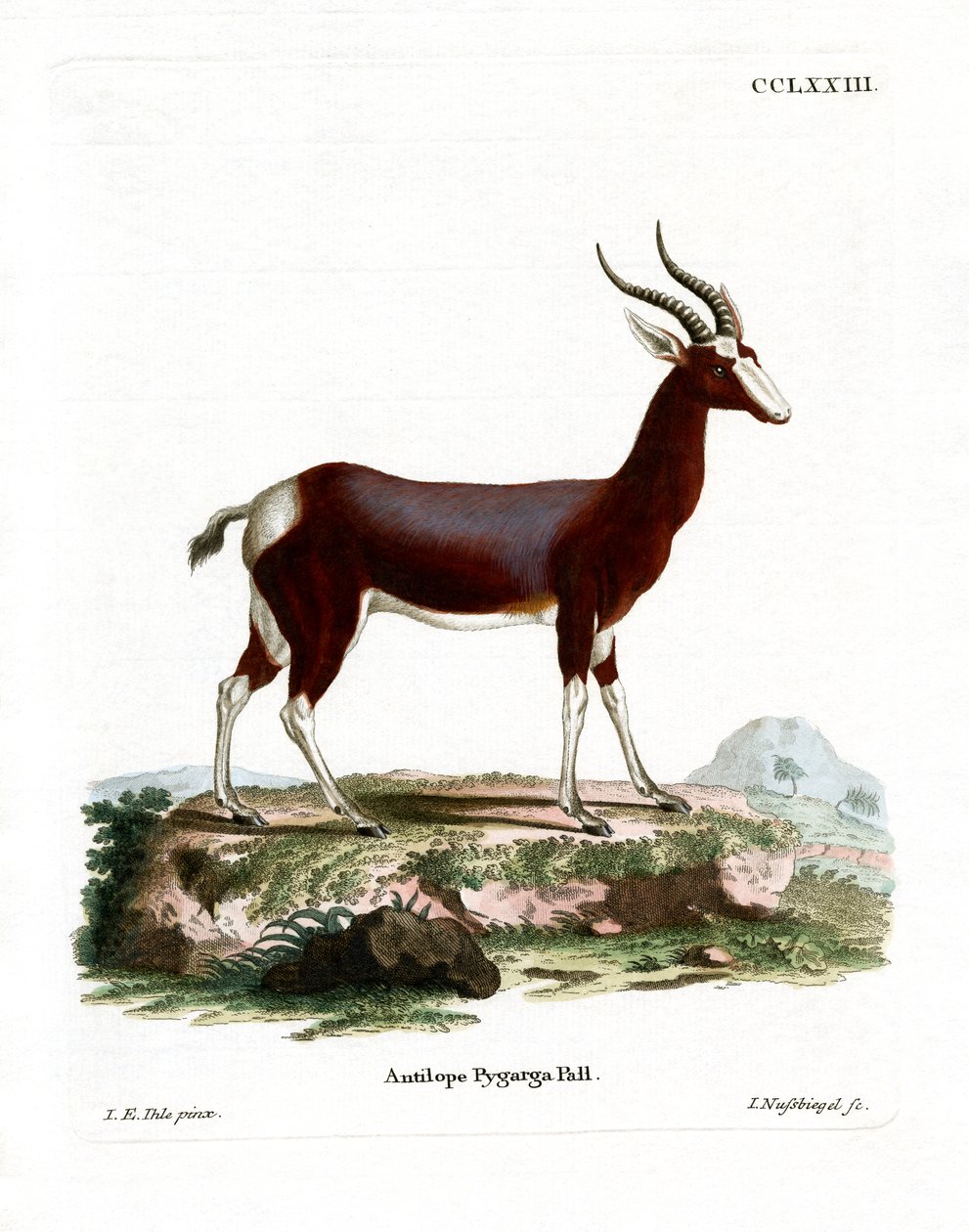 Bontebok (gravação a cores) de German School