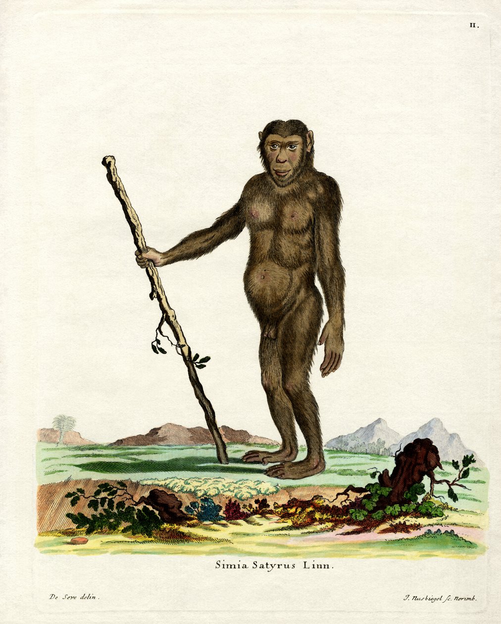 Bornean Orang-Outang (gravação a cores) de German School