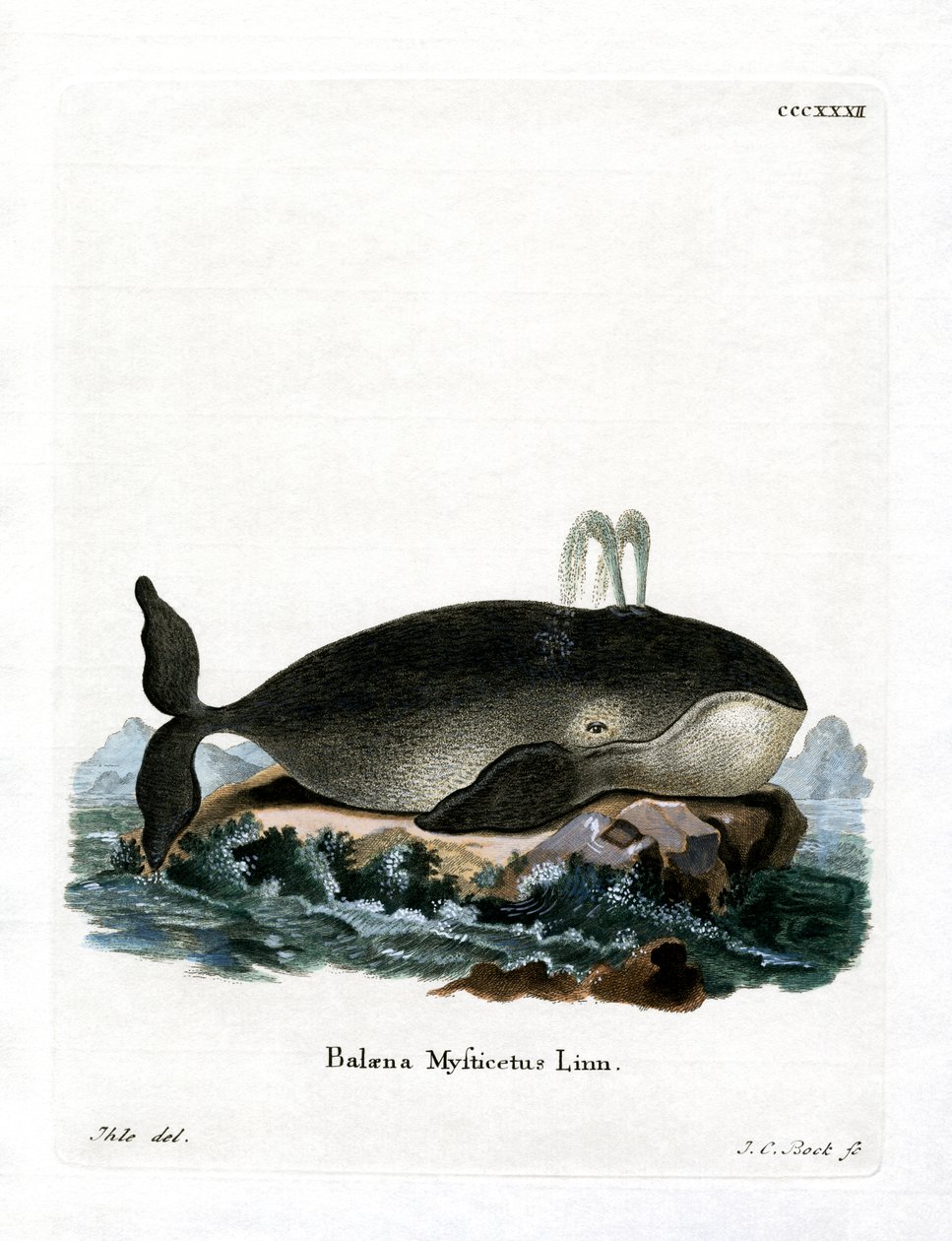 Baleia-cabeça de proa (gravura colorida) de German School