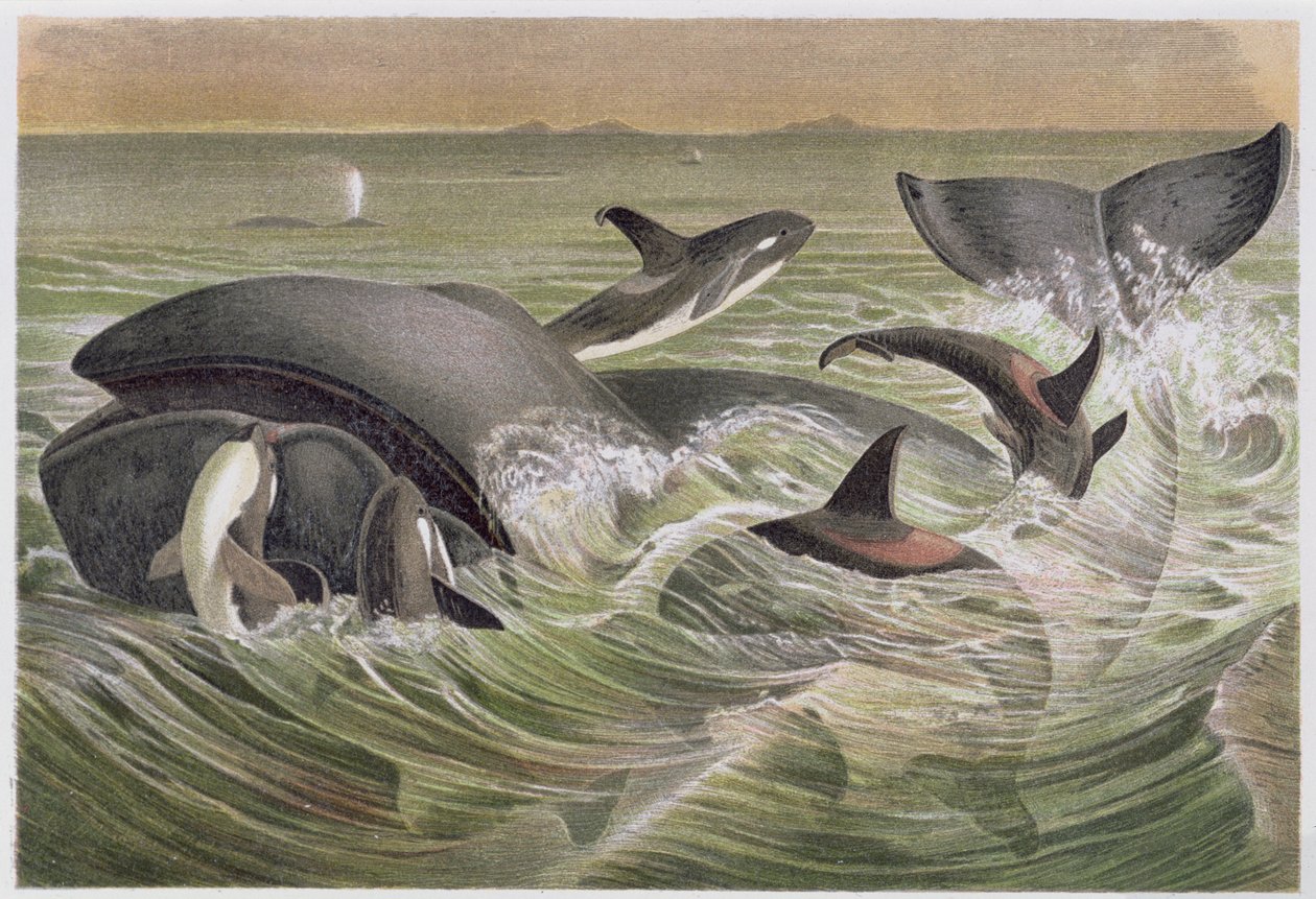 Bowhead and Killer Whales, prato da Vida Animal de Brehm: Cliente Geral do Reino Animal, vol.3, p.600, publicado pelo Bibliographic Institute, 1891 de German School