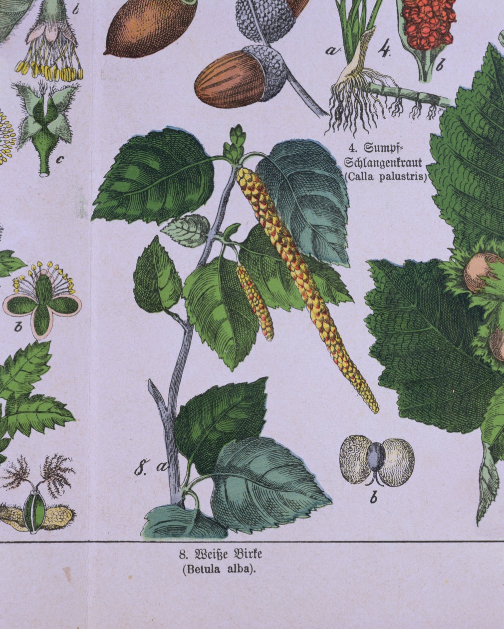 Filial de uma árvore de vidoeiro de prata, de um livro sobre o sistema de classificação de Carolus Linnaeus por GH von Schubert de German School