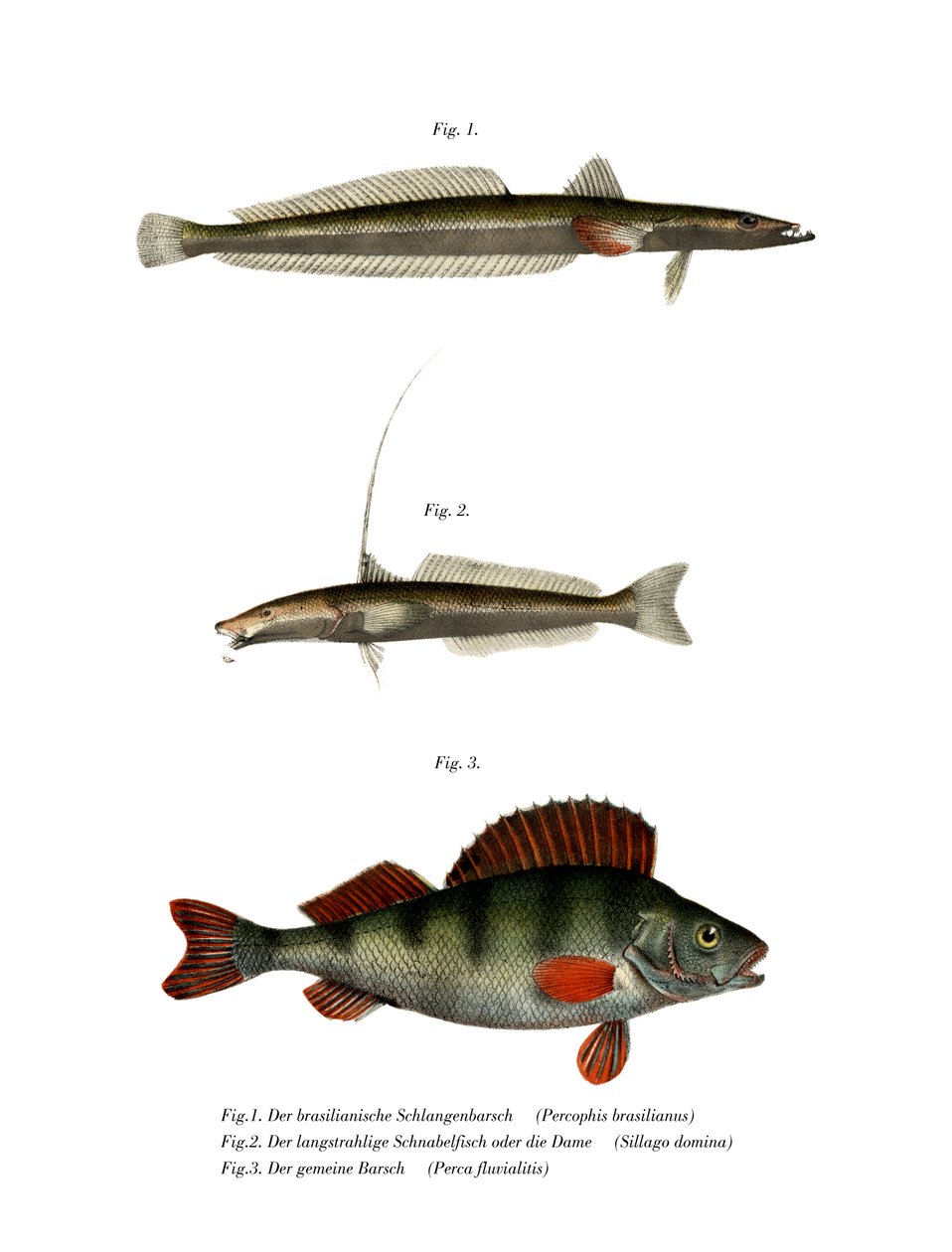 Flathead brasileiro (cor litho) de German School