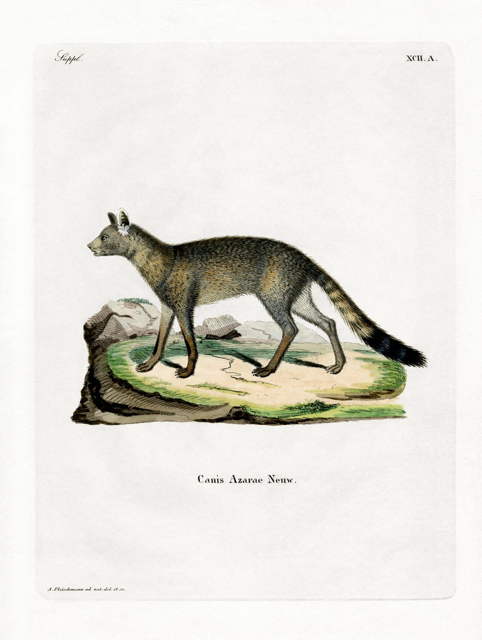 Raposa Brasileira (gravura colorida) de German School