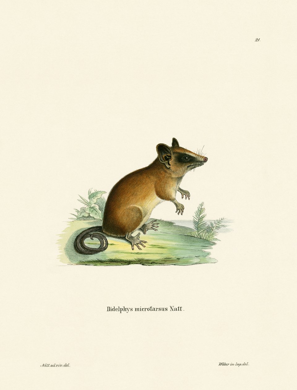 Opossum de Rato Gracile Brasileiro (gravura colorida) de German School