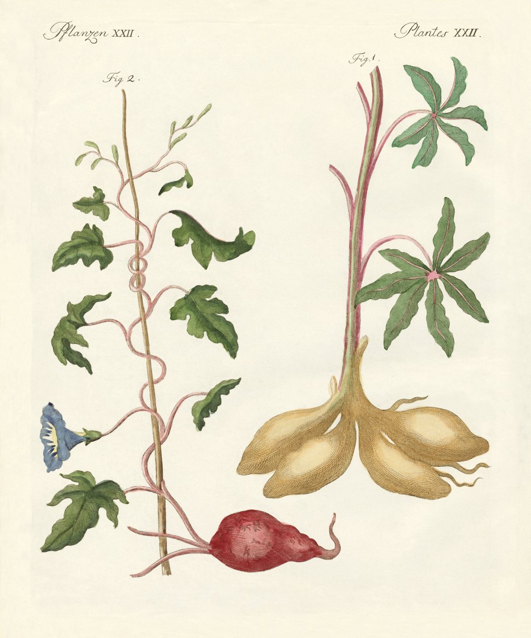 Plantas de pão de German School
