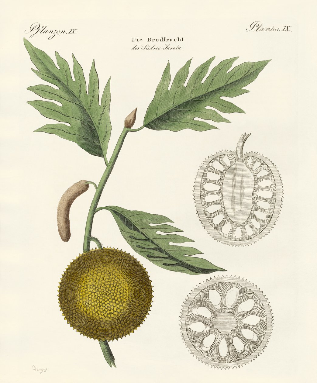 Fruta-pão de German School