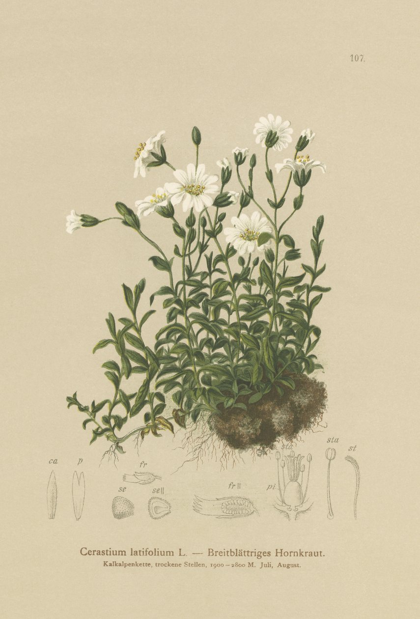 Orelha de rato de folhas largas (latifolium do Cerastium) de German School