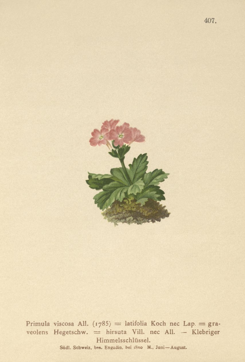 Primrose de folhas largas (Primula viscosa, Primula Latifolia, Primula Hirsuta) de German School