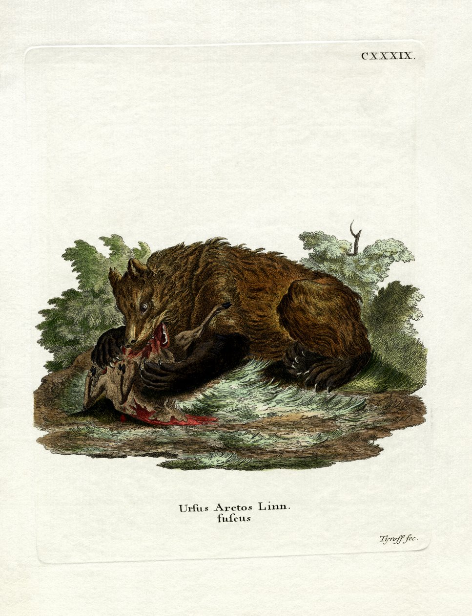 Urso Marrom (gravação colorida) de German School