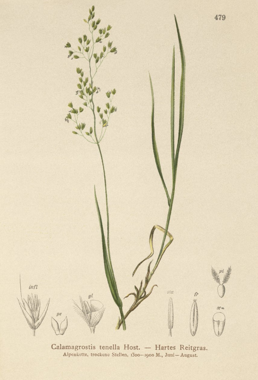 Marrom curvado (Agrostis schraderiana, Agrostis agrostiflora) de German School