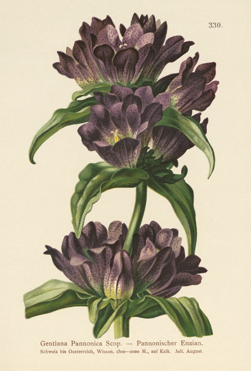 Genciana Marrom (Gentiana Pannonica) de German School