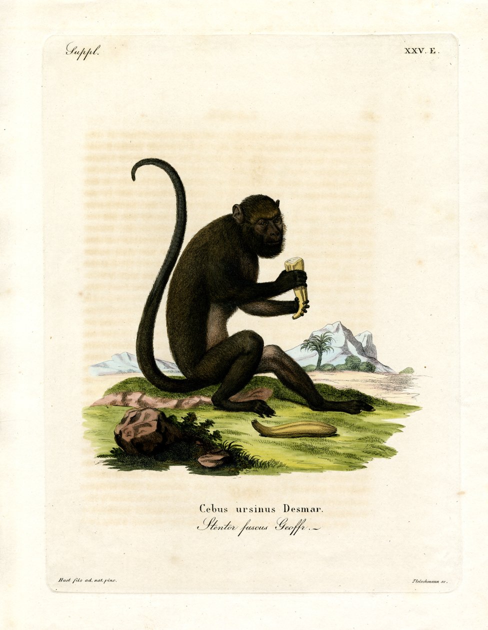 Brown Howler (gravação a cores) de German School