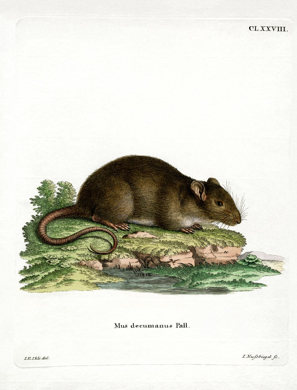 Rato Castanho (gravação a cores) de German School
