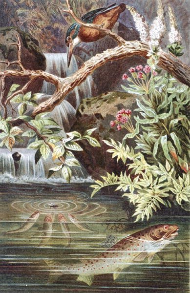 Truta Castanha, prato de "Brehms Tierleben": Allgemeine Kunde des Tierreichs", vol.8, p.338, publicado pelo Bibliographisches Institut de German School
