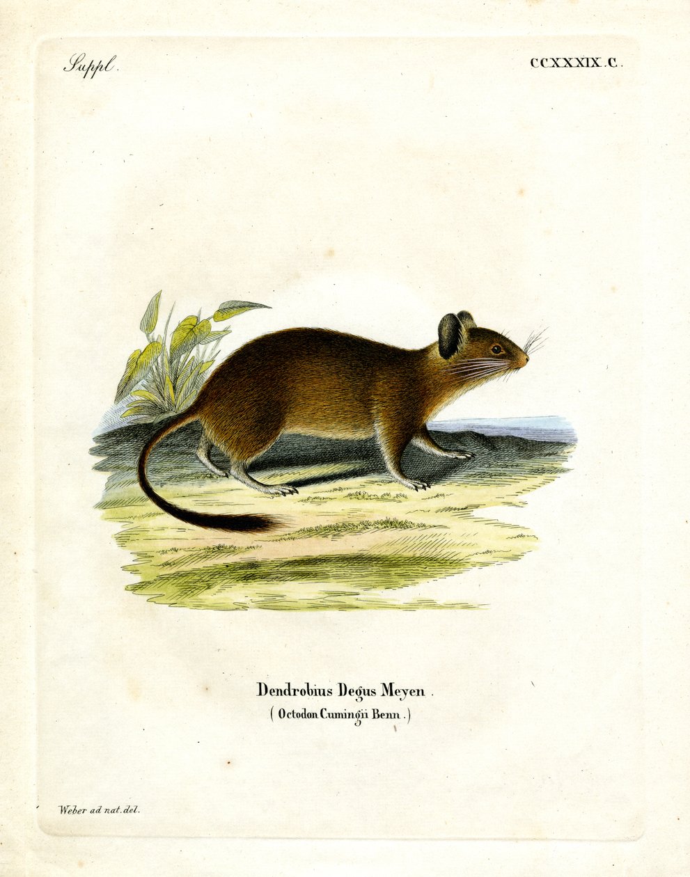 Rato de cauda de escova (gravura colorida) de German School