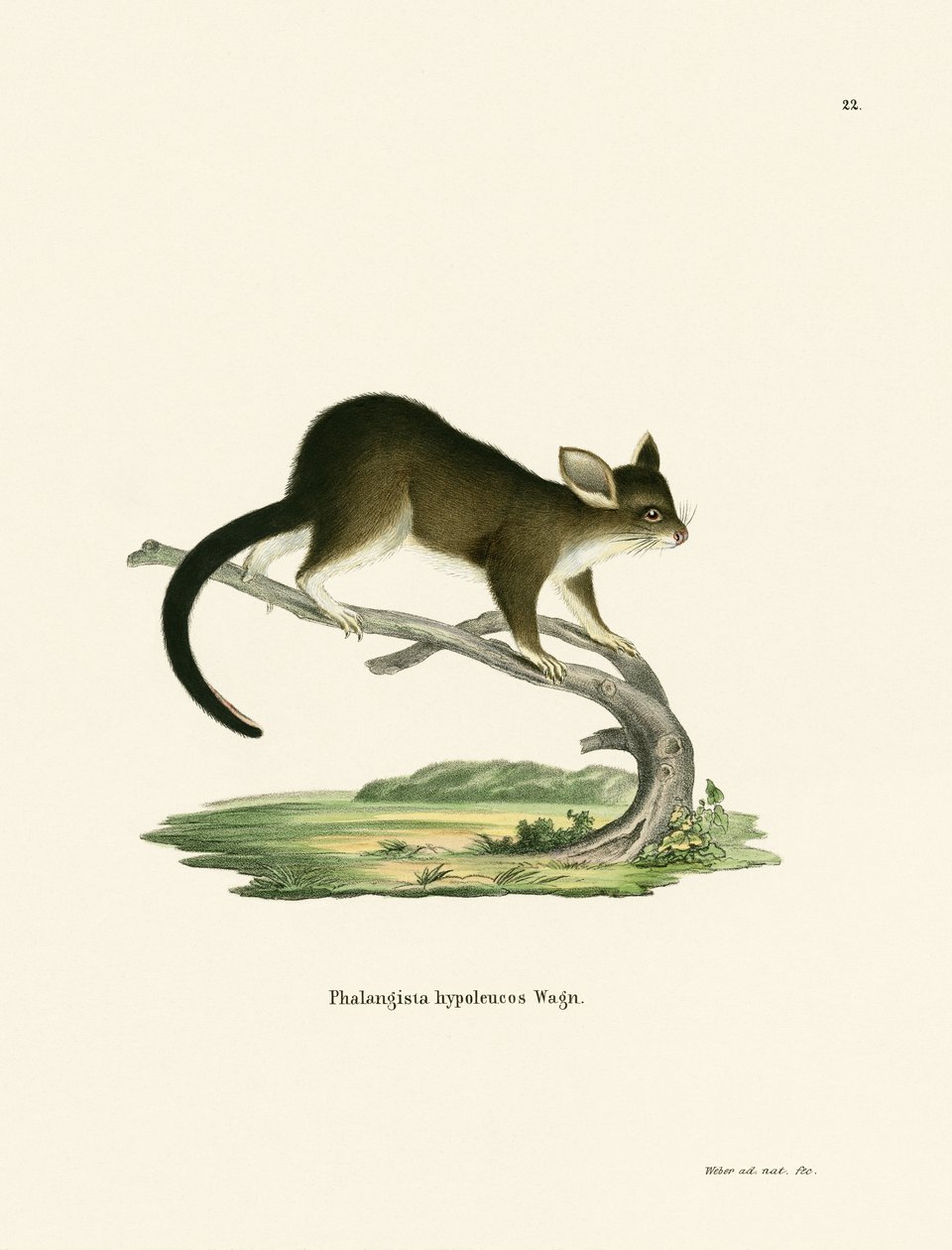 brushtail de German School