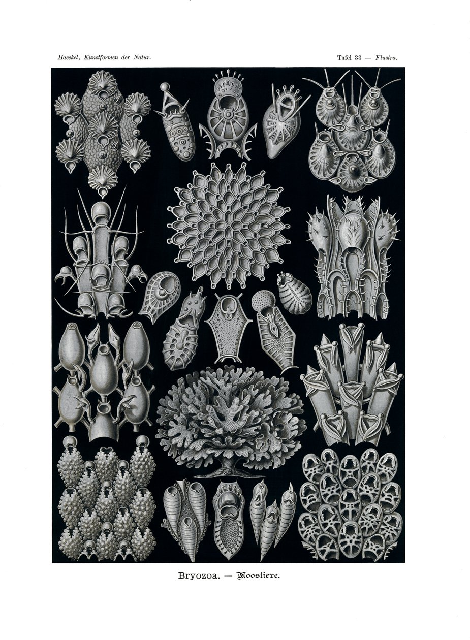 Bryozoa, 1899-1904 de German School