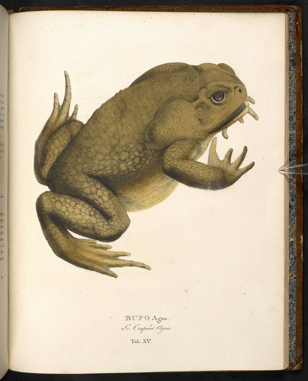 Bufo auga, o sapo de cana ou sapo marinho gigante, de 