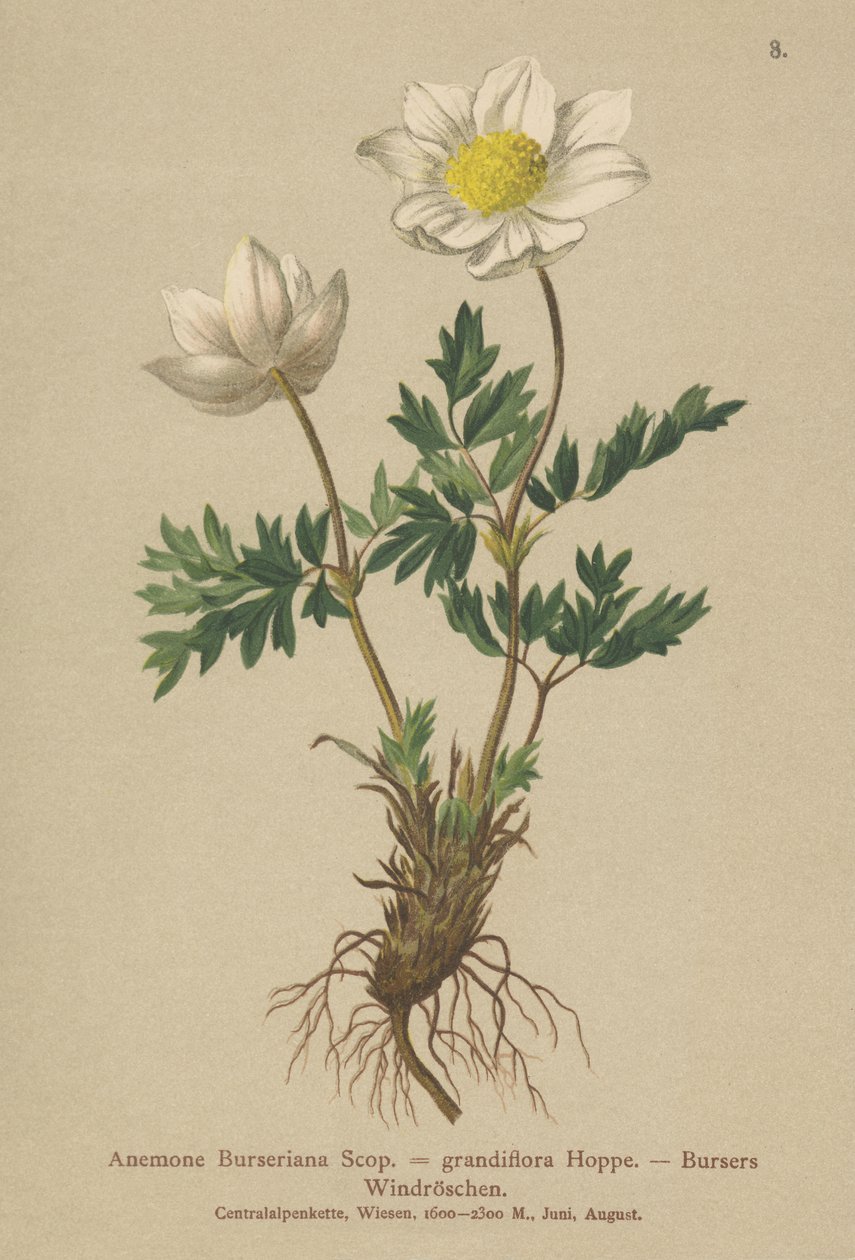 Anêmona dos Bursers (Anemone Burseriana, Anêmona grandiflora) de German School