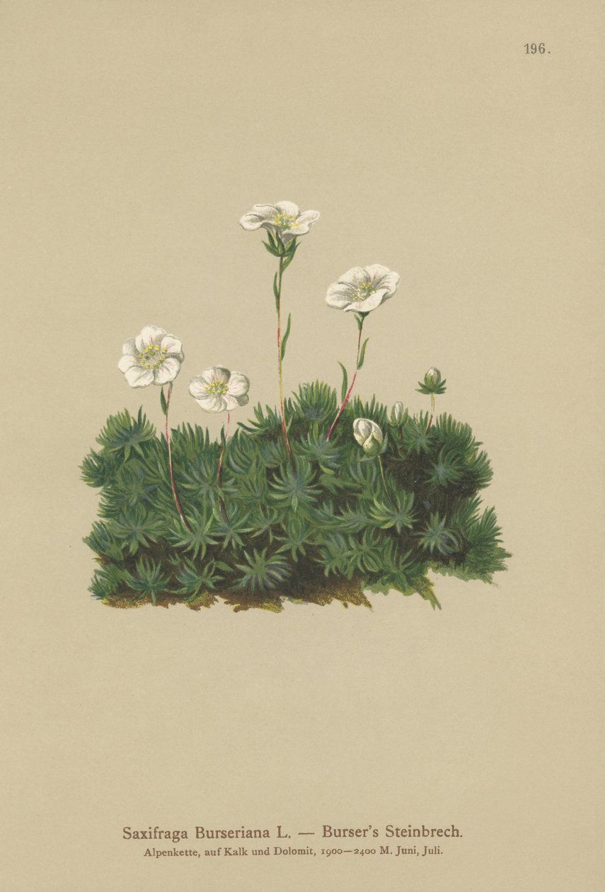 Bursers Saxifrage (Saxifraga Burseriana) de German School