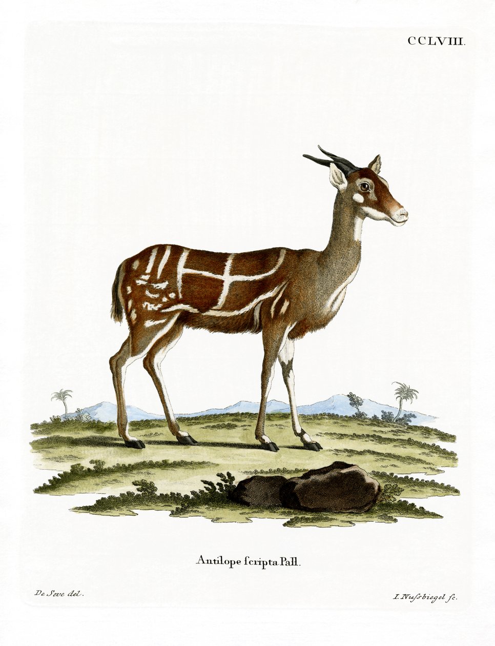 Bushbuck (gravação a cores) de German School