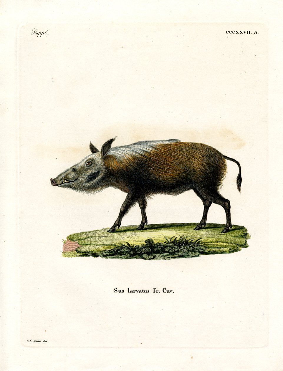 Bushpig (gravura colorida) de German School