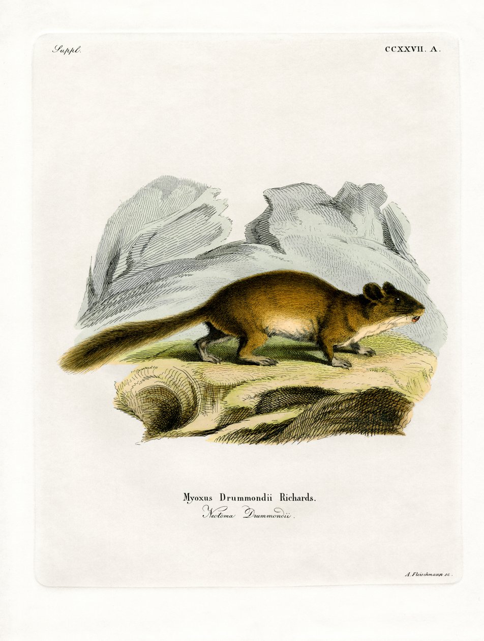 Rato-de-cauda-bastardo (gravura colorida) de German School